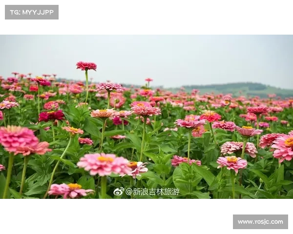 江苏东海百合花海骑游路线荣获国家级生态赛道称号推动绿色旅游发展 江苏东海百合花海骑游路线荣获国家级生态赛道称号推动绿色旅游发展